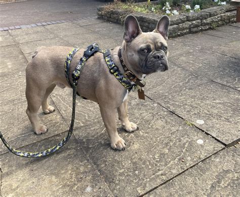 best harness for frenchies